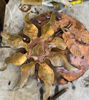 Picture of Copper and brass Tribal Sun Shield