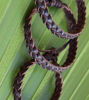 Picture of 3 PCS!! Braided leather bracelets cuffs . Adjustable size. Natural tones. Genuine leather.