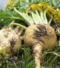 Picture of Maca Root (Peruvian Ginseng) Capsules