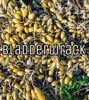 Picture of Bladderwrack Capsules