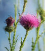Picture of Milk Thistle Tincture 1oz