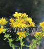 Picture of St. John's Wort Tincture 1oz