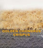 Picture of Peru Irish Moss Gold (Chondrus Crispus)