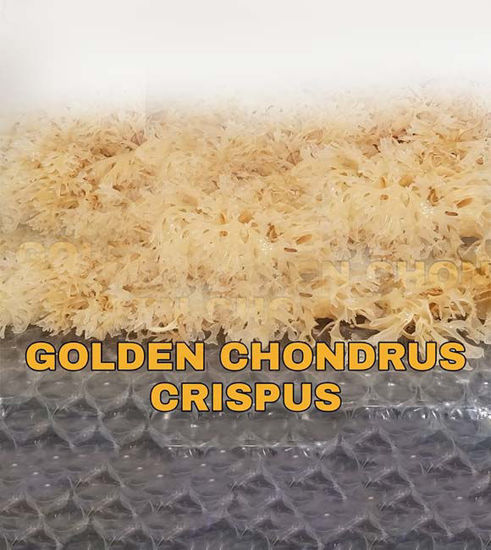 Picture of Peru Irish Moss Gold (Chondrus Crispus)