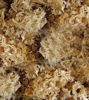 Picture of Peru Irish Moss Gold (Chondrus Crispus)