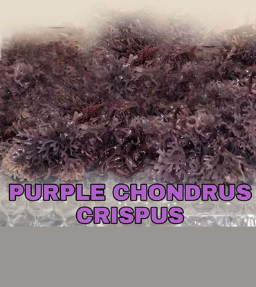 Picture of Peru Irish Moss Purple (Chondrus Crispus)