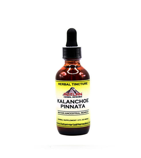 Picture of Kalanchoe Tincture 2oz